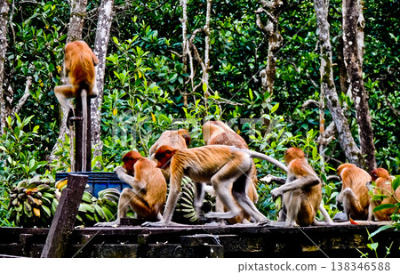 beautiful view of proboscis monkey in the wild beautiful view of proboscis monkey in the wild 138346588