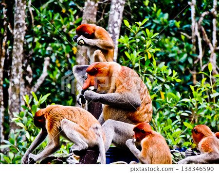 beautiful view of proboscis monkey in the wild 138346590