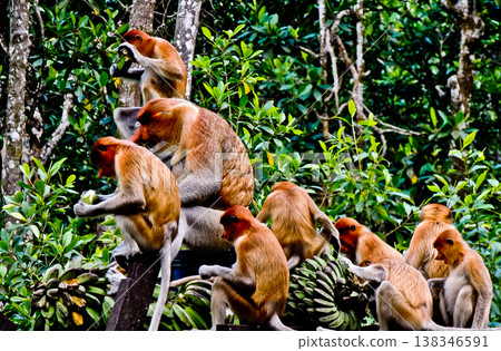 beautiful view of proboscis monkey in the wild beautiful view of proboscis monkey in the wild 138346591