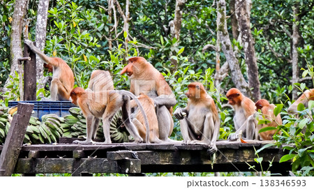 beautiful view of proboscis monkey in the wild beautiful view of proboscis monkey in the wild 138346593