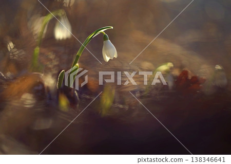 Snowdrops spring flowers. Beautifully blooming in the grass at sunset. Delicate Snowdrop flower is one of the spring symbols. (Amaryllidaceae - Galanthus nivalis) Snowdrops spring flowers. Beautifully blooming in the grass at sunset. Delicate Snowdrop flower is one of the spring symbols. (Amaryllidaceae - Galanthus nivalis) 138346641