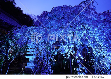 Weeping cherry blossoms illuminated at night Weeping cherry blossoms illuminated at night 138346702