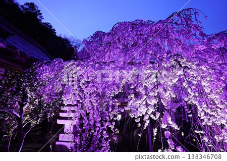 Weeping cherry blossoms illuminated at night Weeping cherry blossoms illuminated at night 138346708