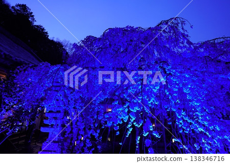 夜晚被燈光照亮的垂枝櫻花 夜晚被燈光照亮的垂枝櫻花 138346716