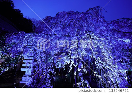 夜晚被燈光照亮的垂枝櫻花 夜晚被燈光照亮的垂枝櫻花 138346731