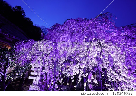 Weeping cherry blossoms illuminated at night 138346752