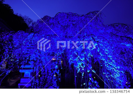 Weeping cherry blossoms illuminated at night 138346754