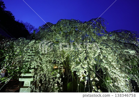 Weeping cherry blossoms illuminated at night Weeping cherry blossoms illuminated at night 138346758