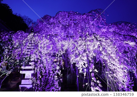 Weeping cherry blossoms illuminated at night Weeping cherry blossoms illuminated at night 138346759