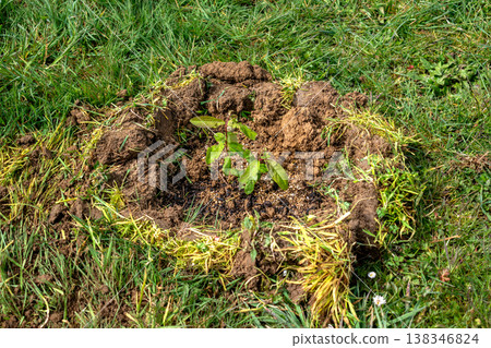 Basin around the plants, earthen bank to retain water, optimal watering and plant recovery Basin around the plants, earthen bank to retain water, optimal watering and plant recovery 138346824