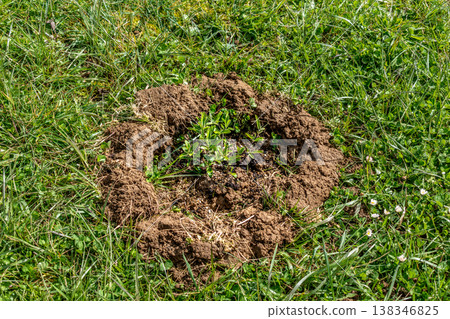 Basin around the plants, earthen bank to retain water, optimal watering and plant recovery Basin around the plants, earthen bank to retain water, optimal watering and plant recovery 138346825