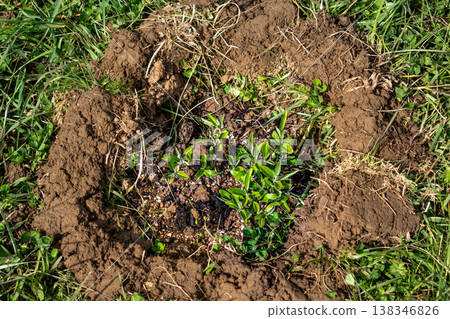 Basin around the plants, earthen bank to retain water, optimal watering and plant recovery Basin around the plants, earthen bank to retain water, optimal watering and plant recovery 138346826