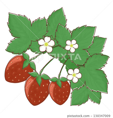 草莓和草莓花的插圖 草莓和草莓花的插圖 138347009