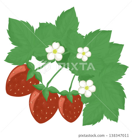 草莓和草莓花的插圖 草莓和草莓花的插圖 138347011