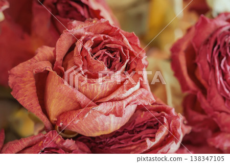 Close up of dried rose with curled petals, rich red and orange tones, aging, decay and fragile beauty in rose. Floral texture background, natural organic texture, floral pattern Close up of dried rose with curled petals, rich red and orange tones, aging, decay and fragile beauty in rose. Floral texture background, natural organic texture, floral pattern 138347105