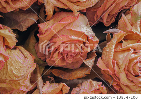 Closeup of dried rose flowers with wrinkled petals in warm tones, floral texture background, natural organic decay, vintage botanical style. Natural background of dried flowers texture, floral pattern 138347106