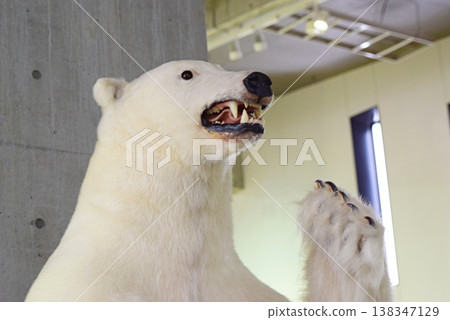 一隻仰望天空的北極熊標本 一隻仰望天空的北極熊標本 138347129