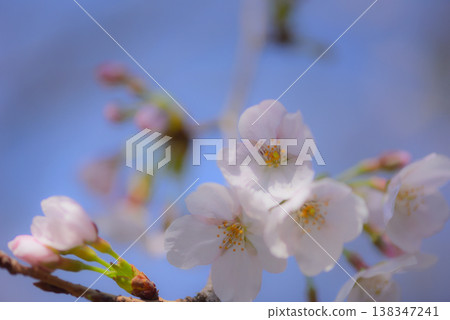 櫻花盛開,染井吉野 櫻花盛開,染井吉野 138347241