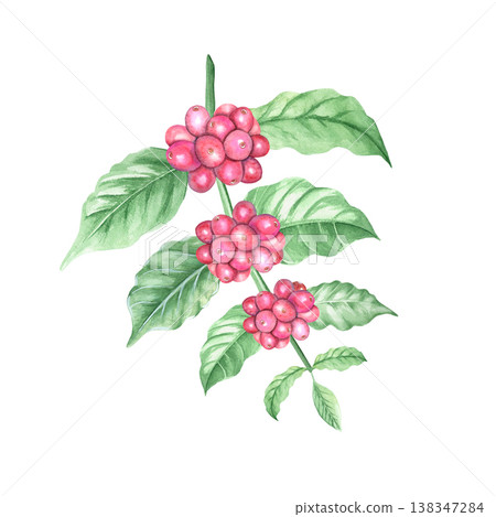 A hand-painted watercolor coffee tree branch with green leaves and ripe red coffee berries. Ripe coffee beans from an organic Arabica plantation. Isolated botanical illustration. 138347284