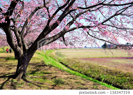 Kita Asaba Cherry Blossom Embankment Park, with its beautiful rows of cherry trees, and early-blooming Angyo winter cherry blossoms. Kita Asaba Cherry Blossom Embankment Park, with its beautiful rows of cherry trees, and early-blooming Angyo winter cherry blossoms. 138347359