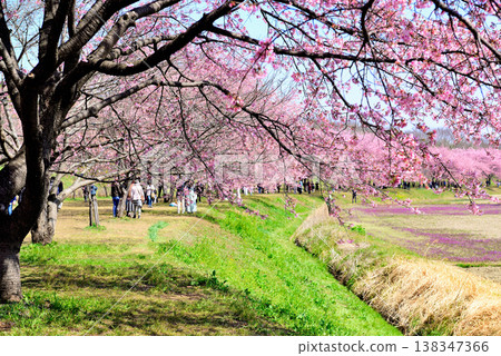 北淺羽櫻花堤岸公園,擁有美麗的櫻花樹,以及早春盛開的安魚冬櫻花。 北淺羽櫻花堤岸公園,擁有美麗的櫻花樹,以及早春盛開的安魚冬櫻花。 138347366