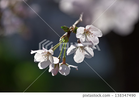 Cherry blossoms in full bloom Somei Yoshino Cherry blossoms in full bloom Somei Yoshino 138347490