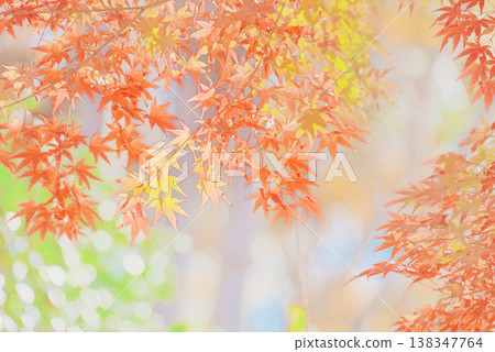 背景素材:絢麗的秋葉 背景素材:絢麗的秋葉 138347764