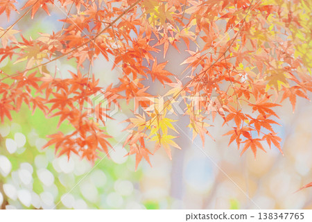 Background material: Vibrant autumn leaves Background material: Vibrant autumn leaves 138347765