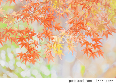 Background material: Vibrant autumn leaves Background material: Vibrant autumn leaves 138347766