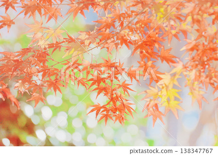 背景素材：絢麗的秋葉 138347767