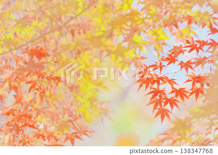 背景素材:絢麗的秋葉 背景素材:絢麗的秋葉 138347768