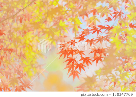 Background material: Vibrant autumn leaves Background material: Vibrant autumn leaves 138347769