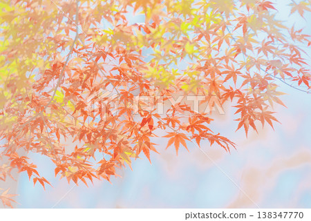 背景素材：絢麗的秋葉 138347770