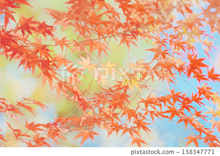 Background material: Vibrant autumn leaves Background material: Vibrant autumn leaves 138347771