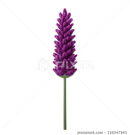 Vibrant purple lavender flower stands tall with slender green stem, showcasing its delicate petals in vertical arrangement. image captures essence of nature beauty 138347943