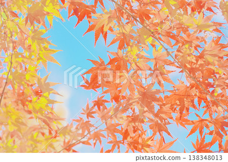 Background material: Vibrant autumn leaves Background material: Vibrant autumn leaves 138348013