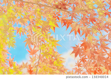 背景素材:絢麗的秋葉 背景素材:絢麗的秋葉 138348014