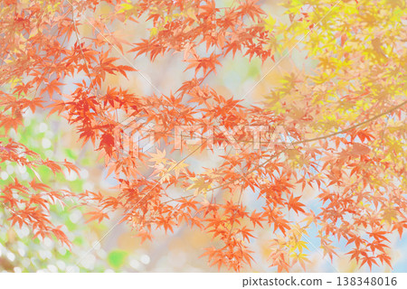 背景素材:絢麗的秋葉 背景素材:絢麗的秋葉 138348016