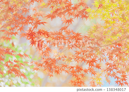 背景素材:絢麗的秋葉 背景素材:絢麗的秋葉 138348017
