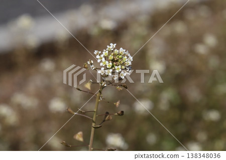 早春時節,路邊盛開著白色的小薺菜花。 早春時節,路邊盛開著白色的小薺菜花。 138348036