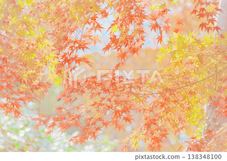 背景素材:絢麗的秋葉 背景素材:絢麗的秋葉 138348100