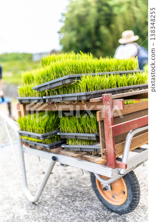 用於運輸水稻秧苗的貨車，為水稻種植做準備。 138348255
