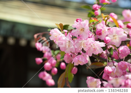 花Kaido 花Kaido 138348288