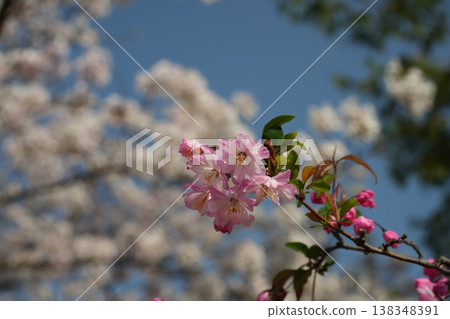 盛開的海棠花和櫻花 138348391