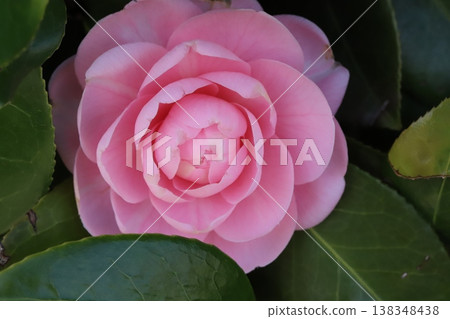 早春花園裡盛開著粉紅色的重瓣山茶花。 138348438