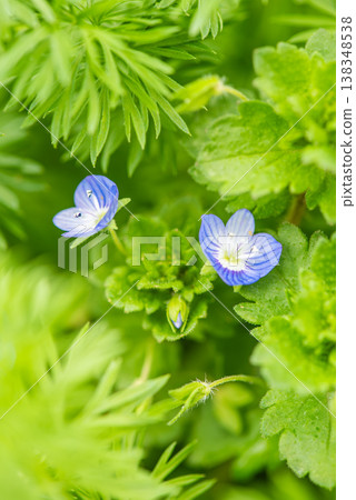 The small blue flowers of Veronica persica bloom in early spring. The small blue flowers of Veronica persica bloom in early spring. 138348538