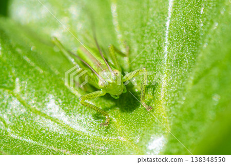 Yabkiri larva face Yabkiri larva face 138348550