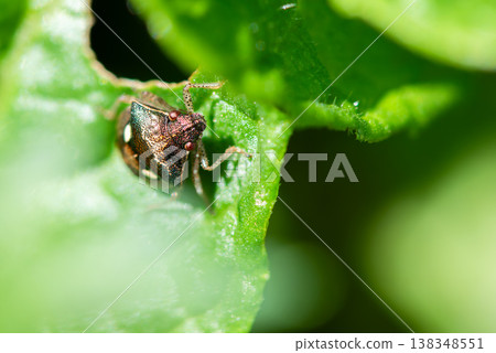 A stink bug peeking out from behind a leaf A stink bug peeking out from behind a leaf 138348551