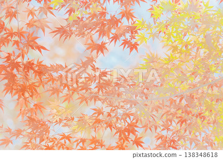 Background material: Vibrant autumn leaves Background material: Vibrant autumn leaves 138348618