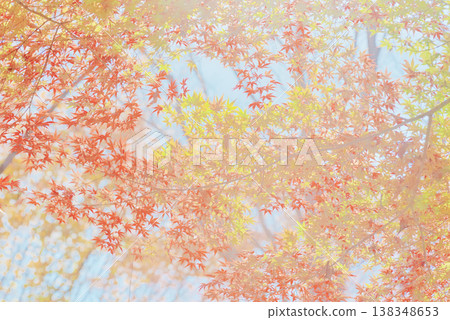 Background material: Vibrant autumn leaves Background material: Vibrant autumn leaves 138348653